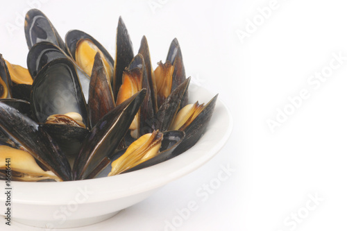 Common Mussels photo