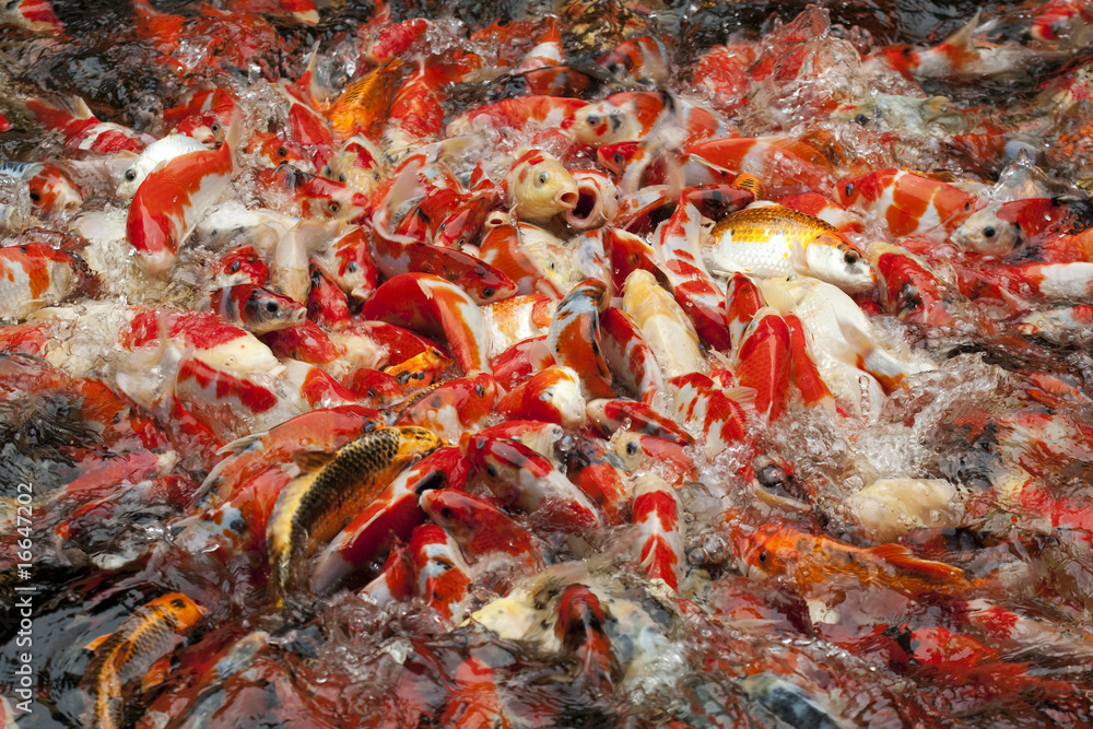 Schwarm von Goldfischen, Koi Schwarm von Goldfischen, Koi