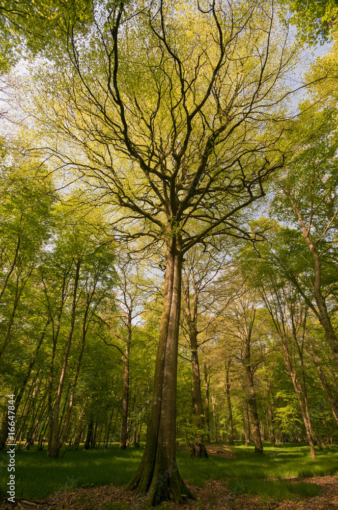 Naklejka premium Les hêtres magnifiques de la forêt