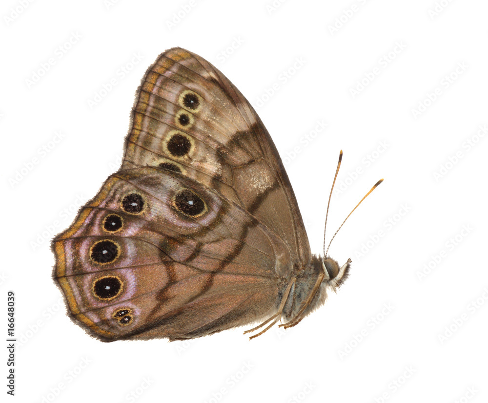 Fototapeta premium Buckeye Butterfly (Junonia)