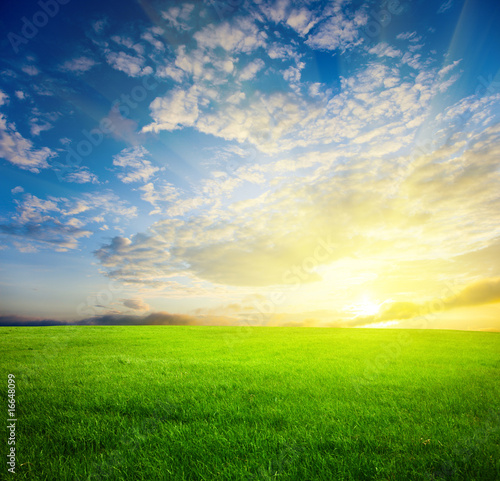 field of grass and sunset