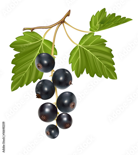 Vector illustration. Black currant cluster with green leaves.