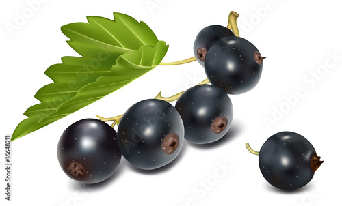 Vector illustration. Black currant cluster with green leaf.