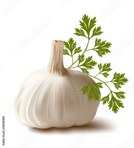 Vector. Garlic with parsley.