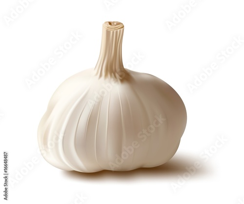 Vector. Garlic.