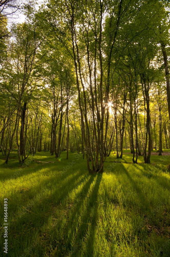 Le sous-bois au printemps en Forêt Le sous-bois au printemps en Forêt