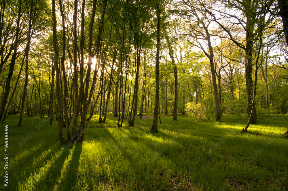 Fototapeta premium Le sous-bois au printemps en Forêt