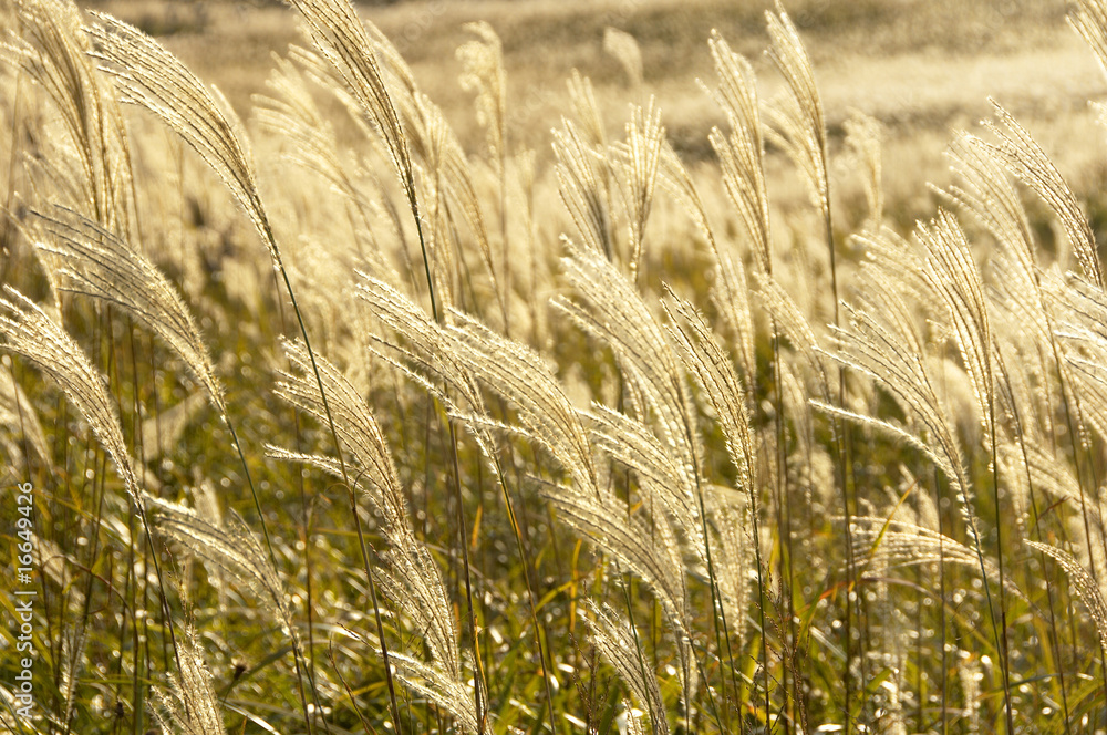 Fototapeta premium 曽爾高原のススキ