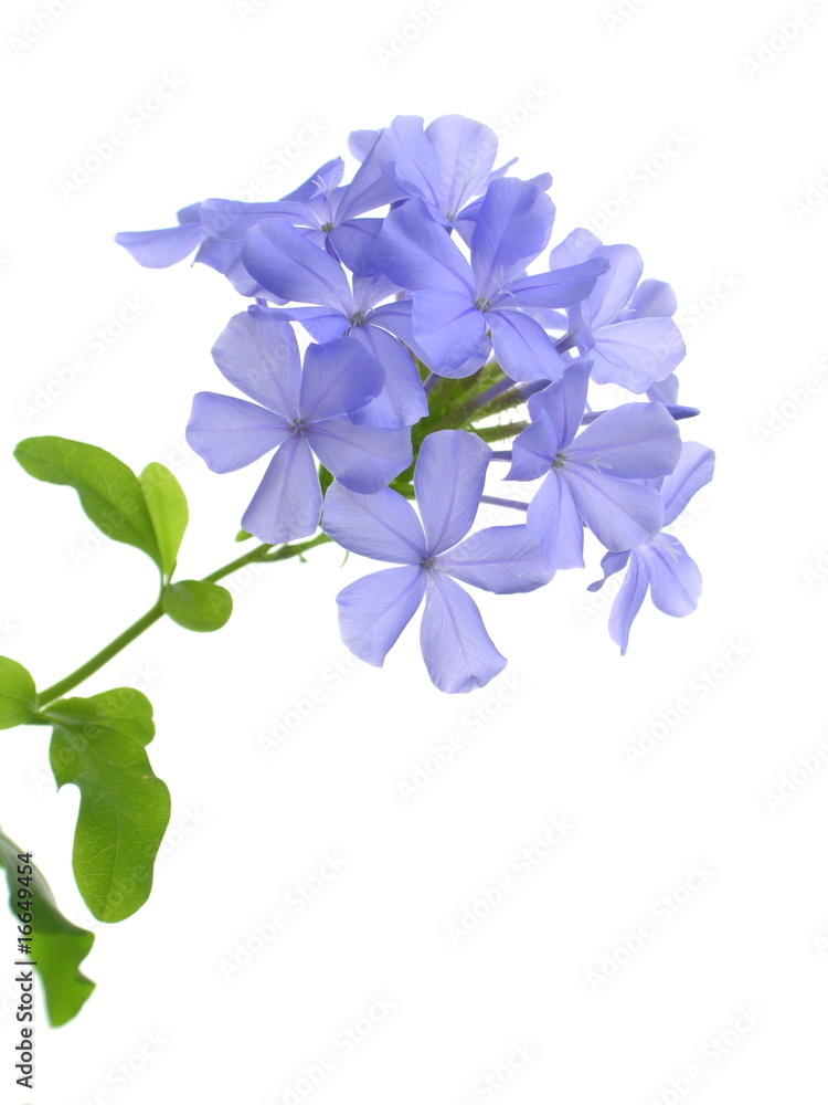 Plumbago auriculata Plumbago auriculata