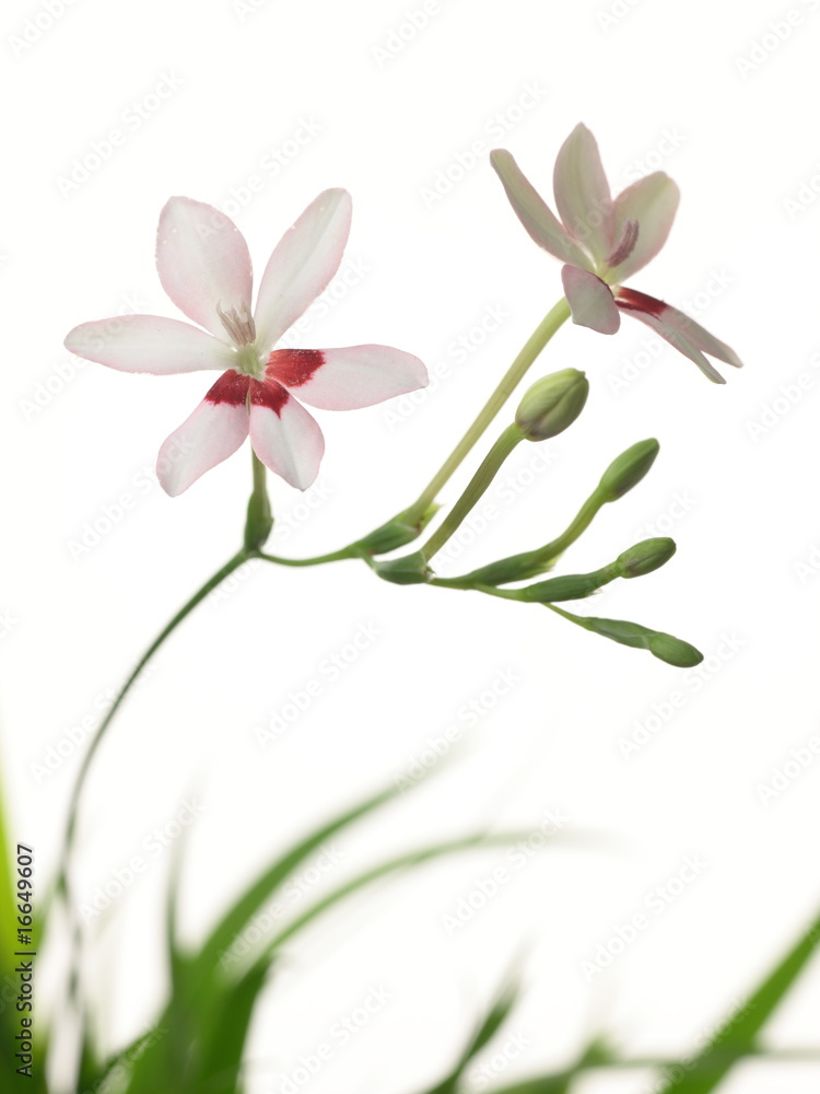 Obraz premium Anomatheca laxa