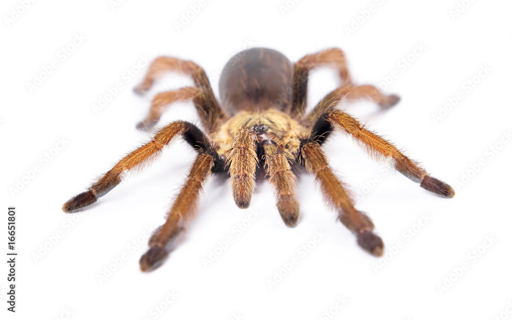 Spider isolated on white background. Spider isolated on white background.