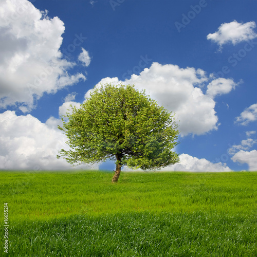 landscape with tree on meadow