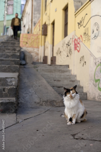 Wander cat to Valparaiso, Chile © Yoann Combronde