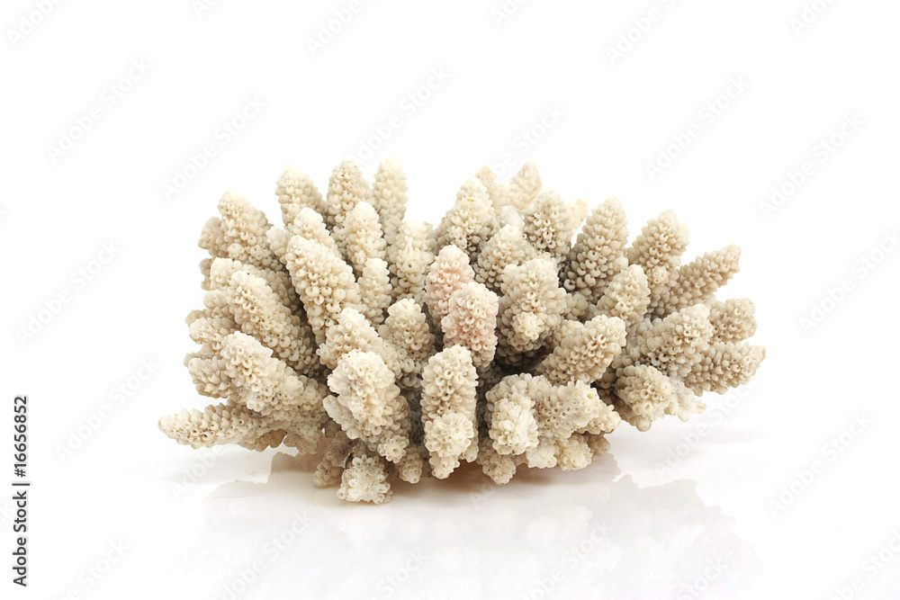 Naklejka premium Corail blanc