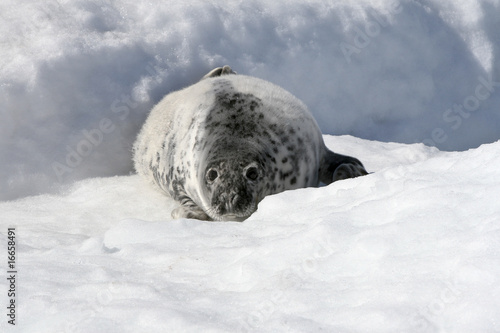 Grey seal