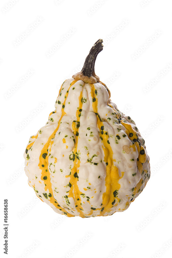 Zierkürbis Zierkürbis