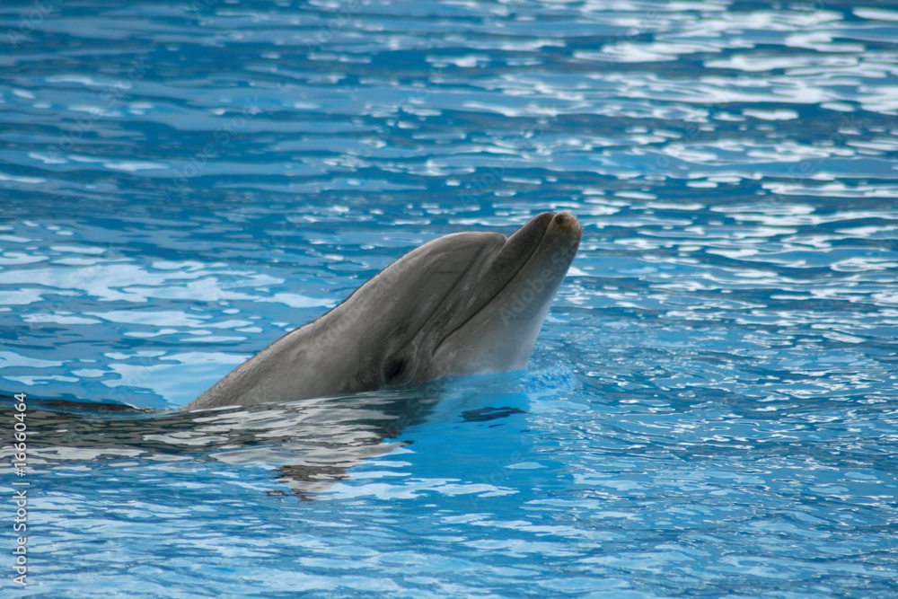 Obraz premium Delphine