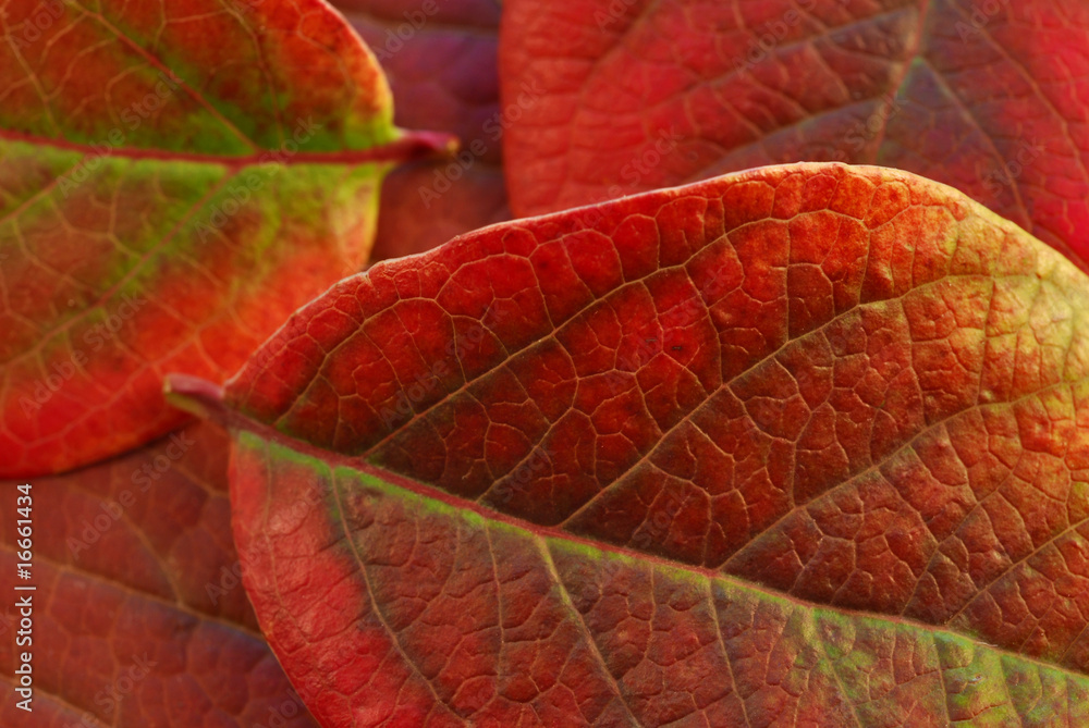 Obraz premium herbst