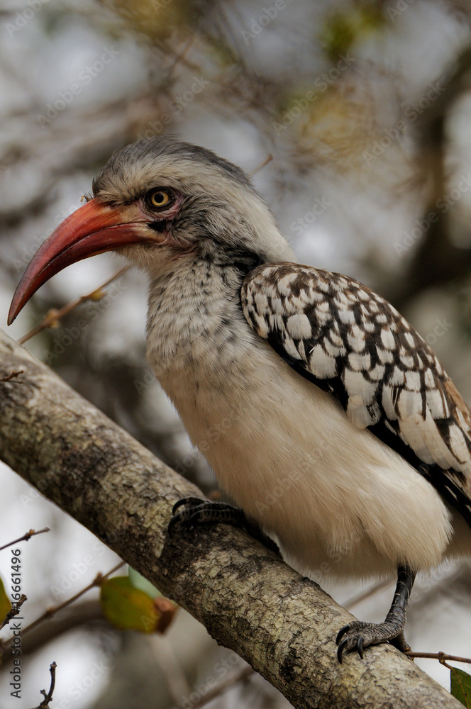 Obraz premium Red Hornbill