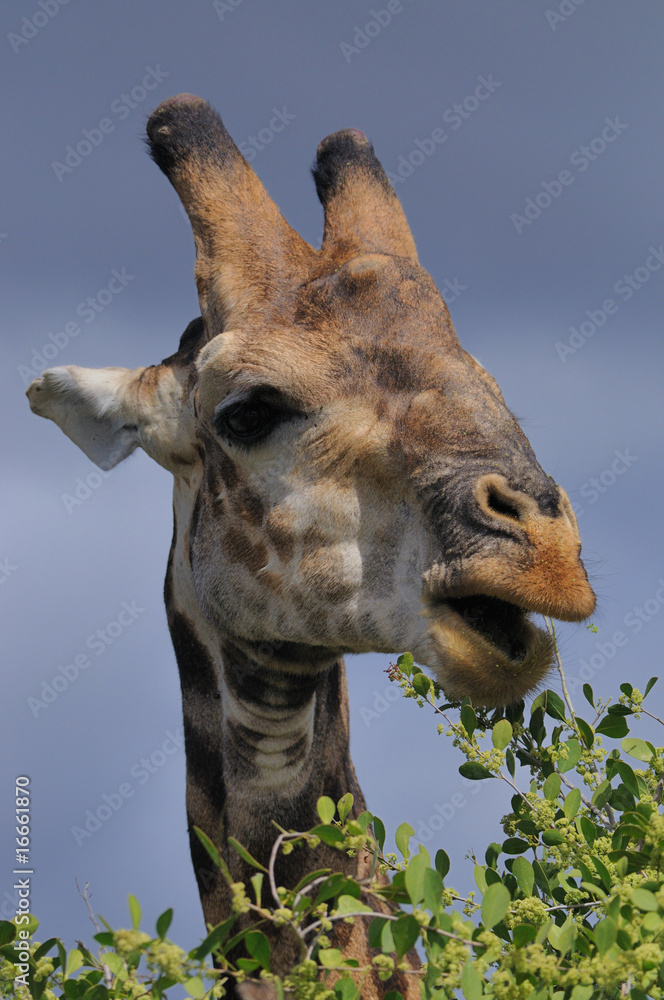 Obraz premium Portait of a giraffe