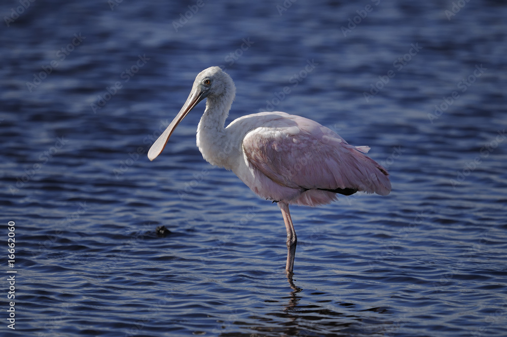 roseate spoonbill, platalea ajaja roseate spoonbill, platalea ajaja