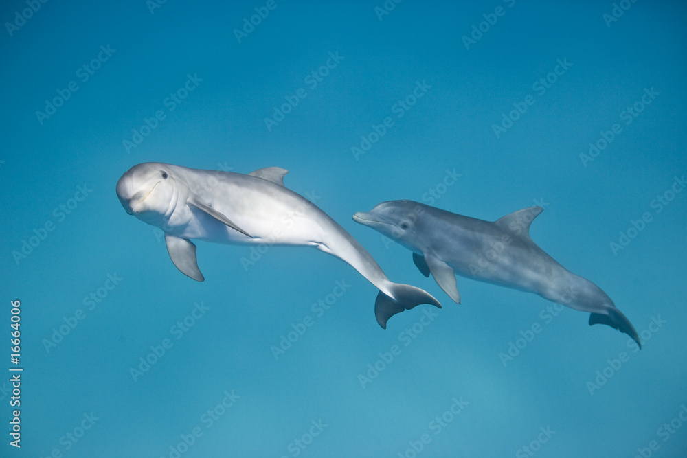 Bottle-nose dolphins swim in the ocean near the Bahamas Bottle-nose dolphins swim in the ocean near the Bahamas