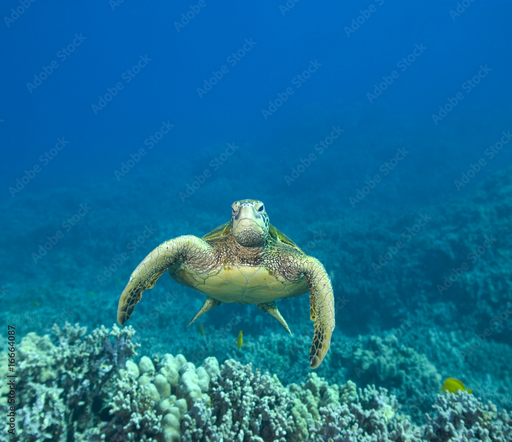 Obraz premium Green sea turtle