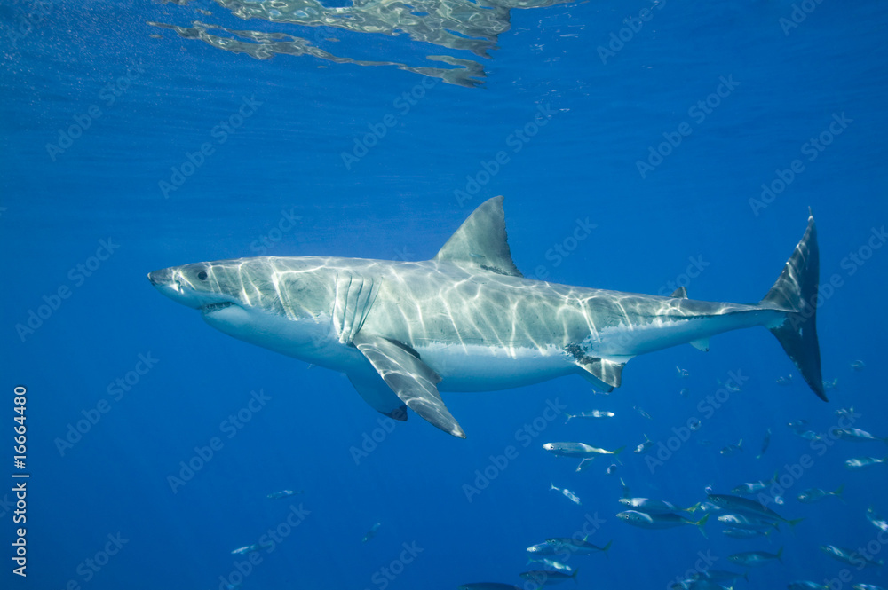Fototapeta premium Great White Shark