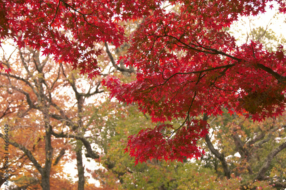 紅葉