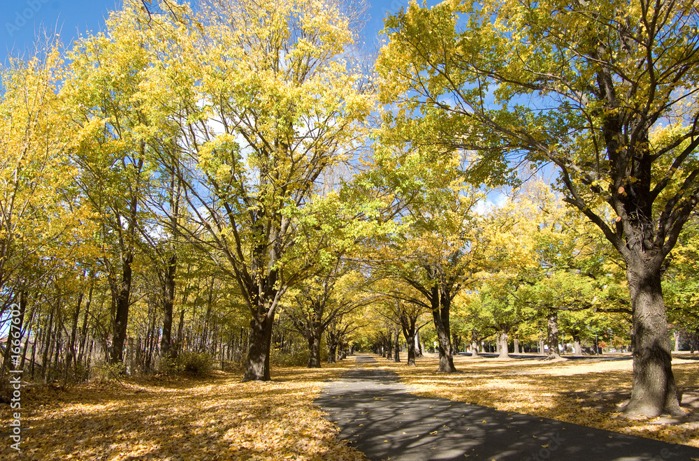 autumn fall country path in park autumn fall country path in park