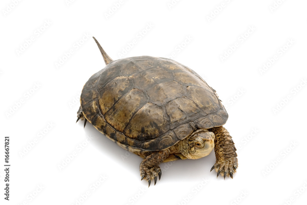 Western Pond Turtle Western Pond Turtle