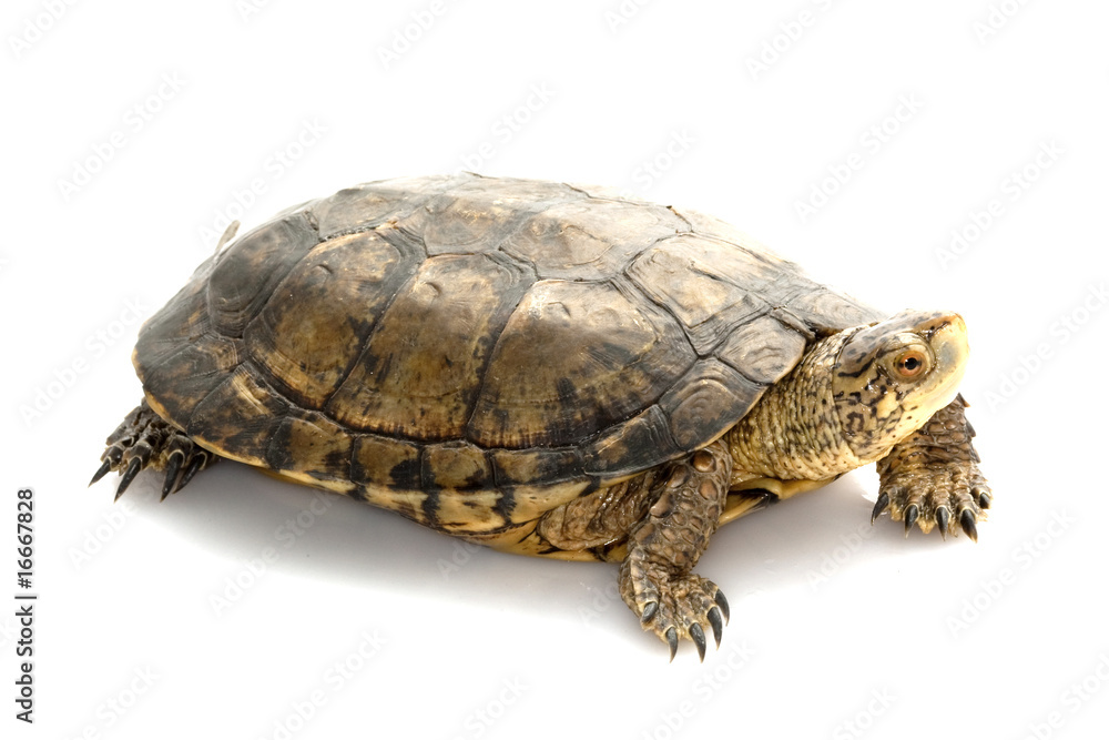 Obraz premium Western Pond Turtle