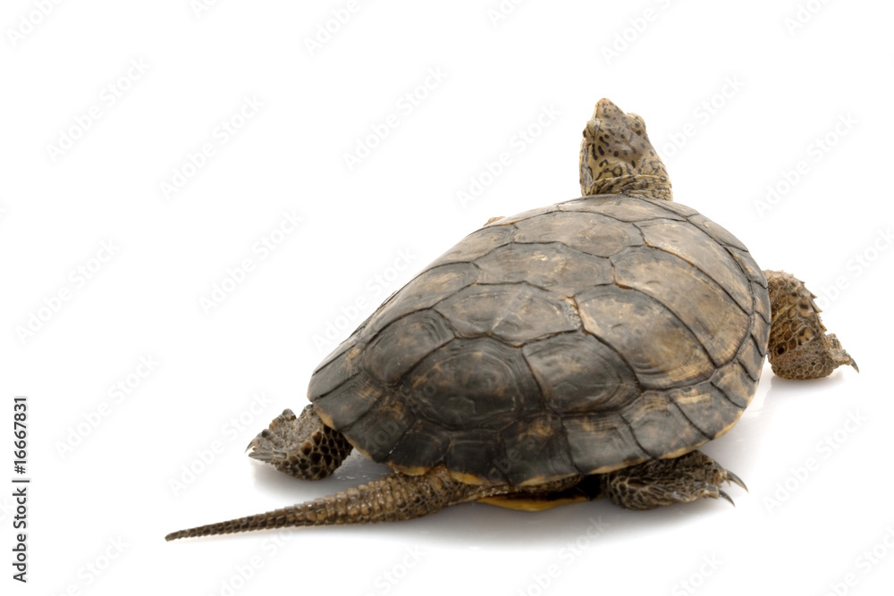 Obraz premium Western Pond Turtle