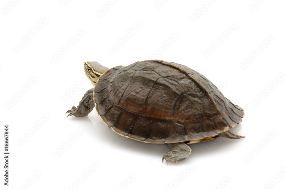 Malayan Box Turtle Malayan Box Turtle