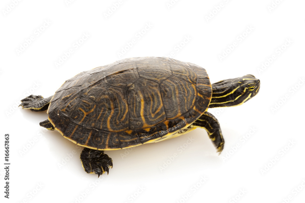 Yellow-bellied Slider Yellow-bellied Slider