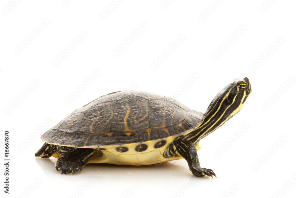 Yellow-bellied Slider Yellow-bellied Slider