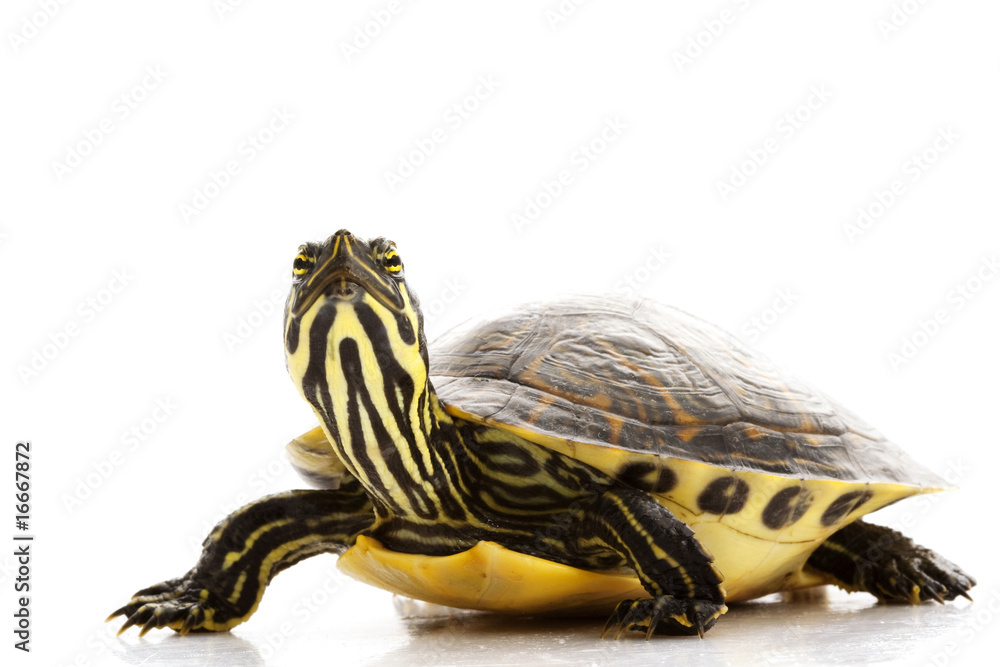 Naklejka premium Yellow-bellied Slider