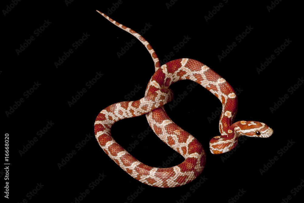 Obraz premium hypomelanistic corn snake