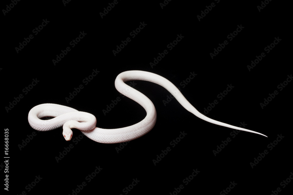 Fototapeta premium blizzard corn snake