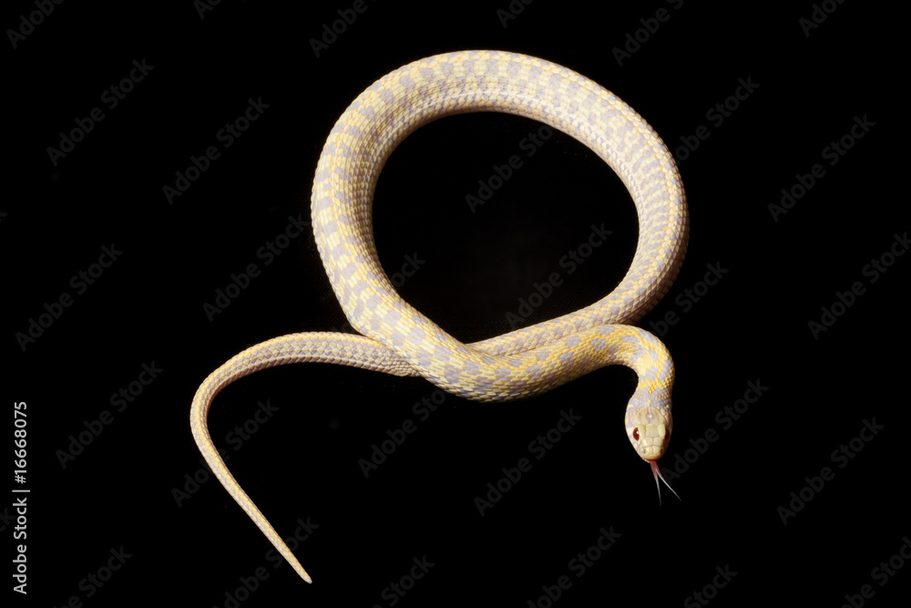 Fototapeta premium albino Eastern Plains Garter Snake
