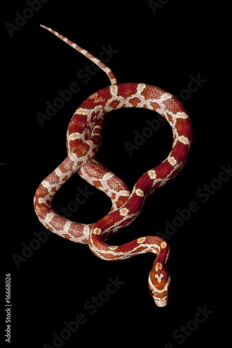 hypomelanistic corn snake