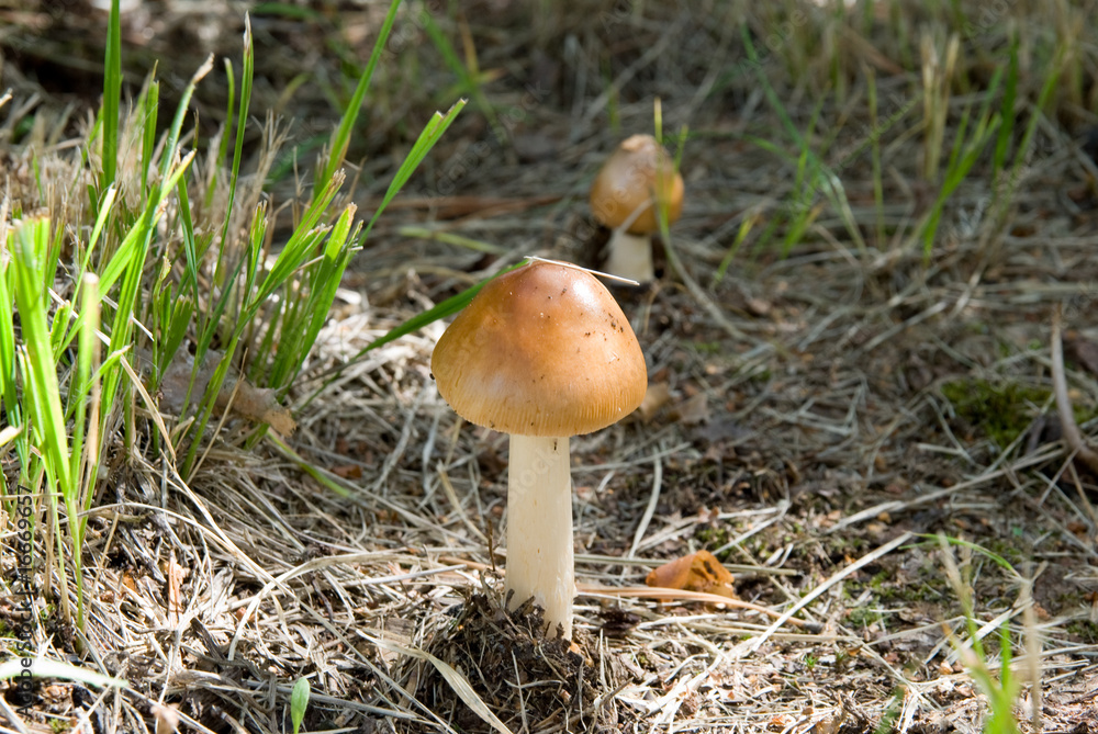 little fly agaric little fly agaric