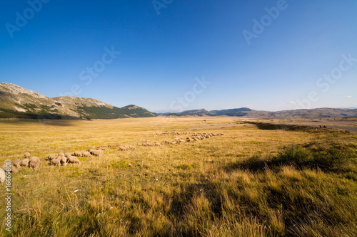 pecore in montagna