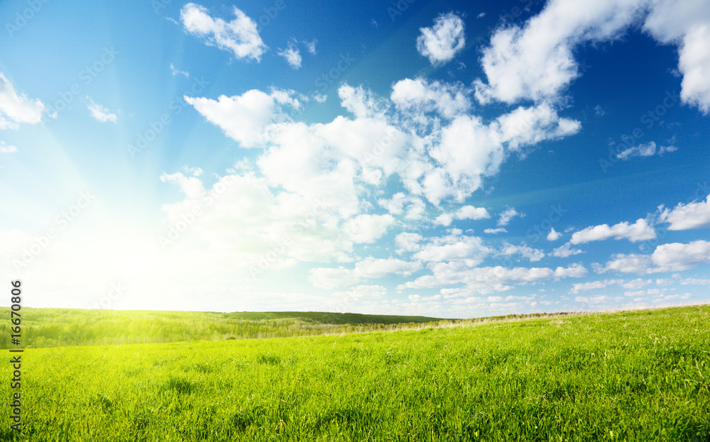 Obraz premium green field of grass