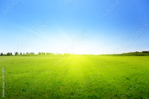 green field of grass