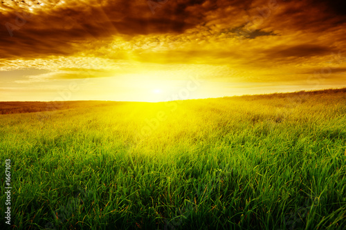 field of grass and sunset