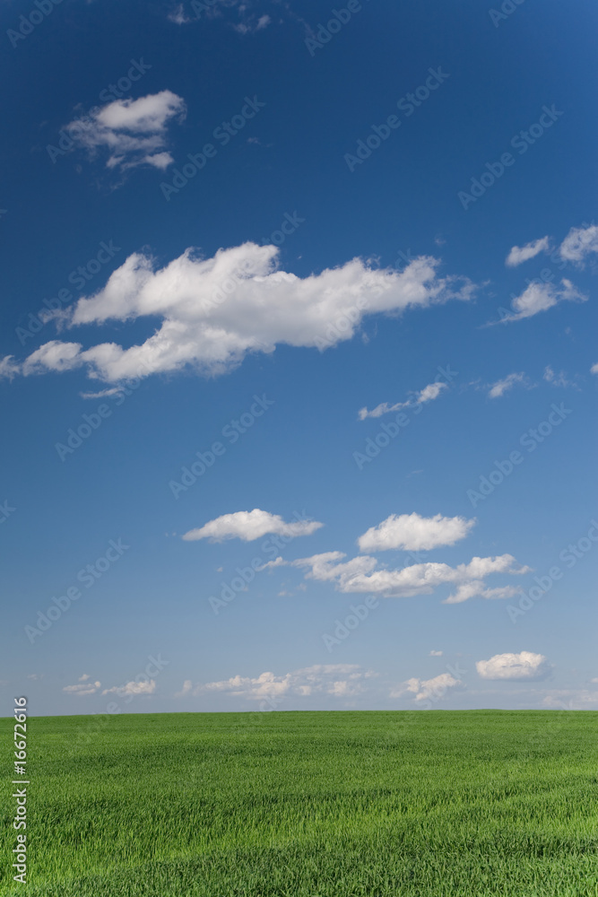 Green cereal field in spring