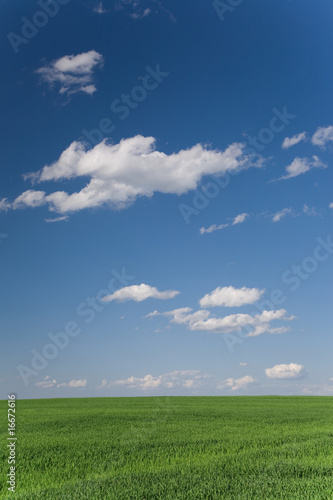 Green cereal field in spring