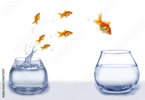 jump gold fish from aquarium to aquarium