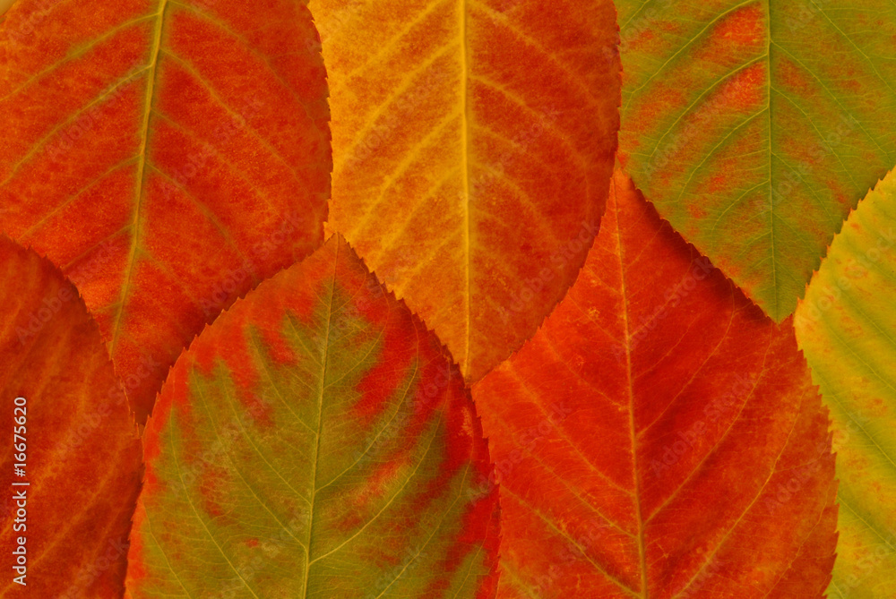 herbst herbst